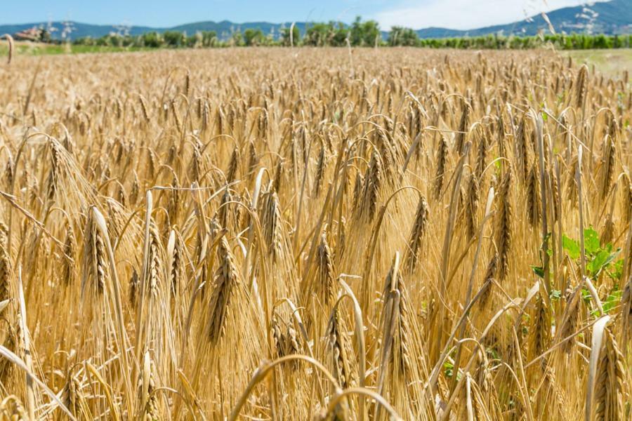 Agriturismo Case Nuove Castellina Marittima Εξωτερικό φωτογραφία